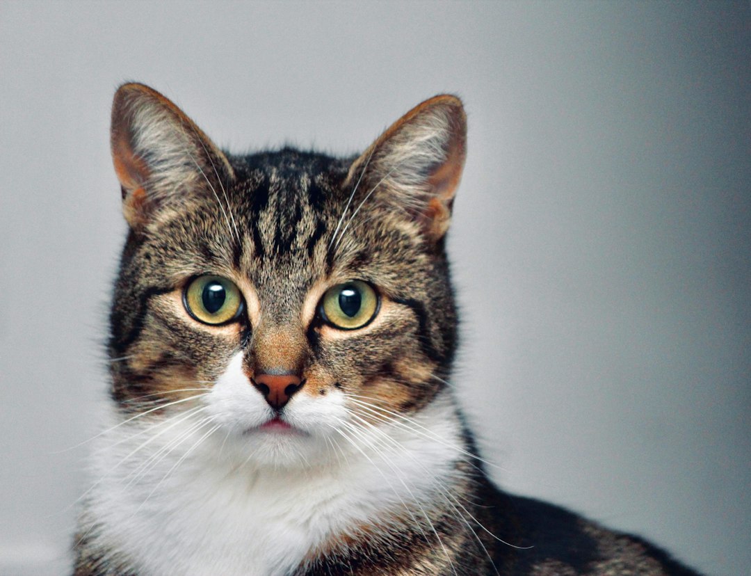 Bienestar animal gatuno y cuidado felino